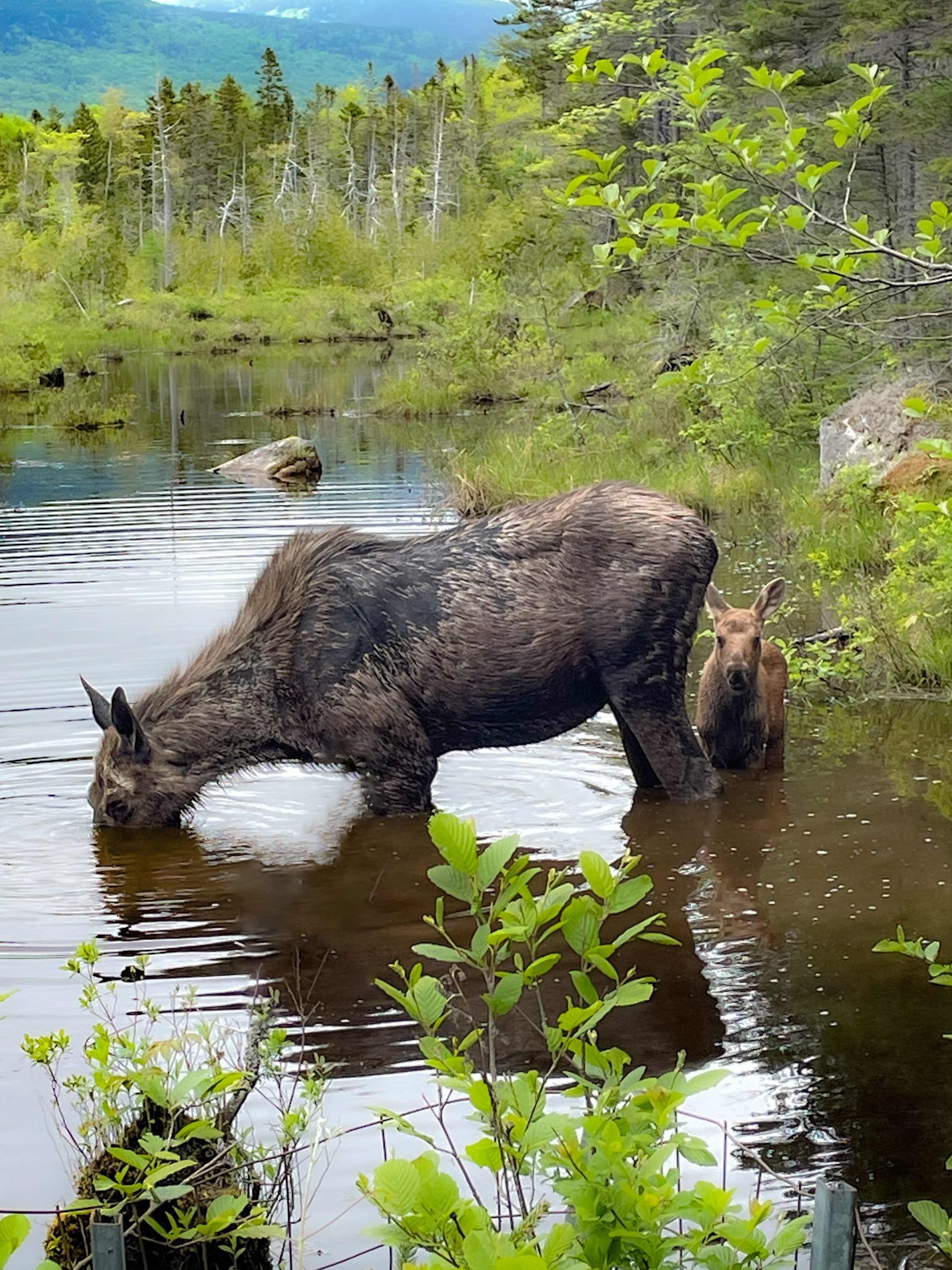 moose edit good small