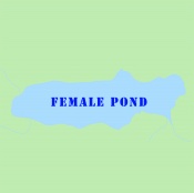 female_pond
